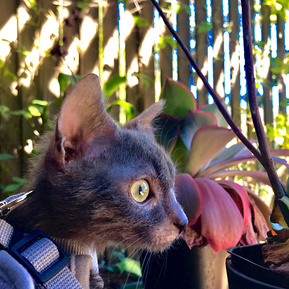 A curious kitten playing in the garden.