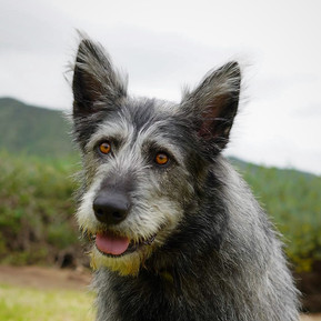 Friendly grey dog sitting in a field of grass