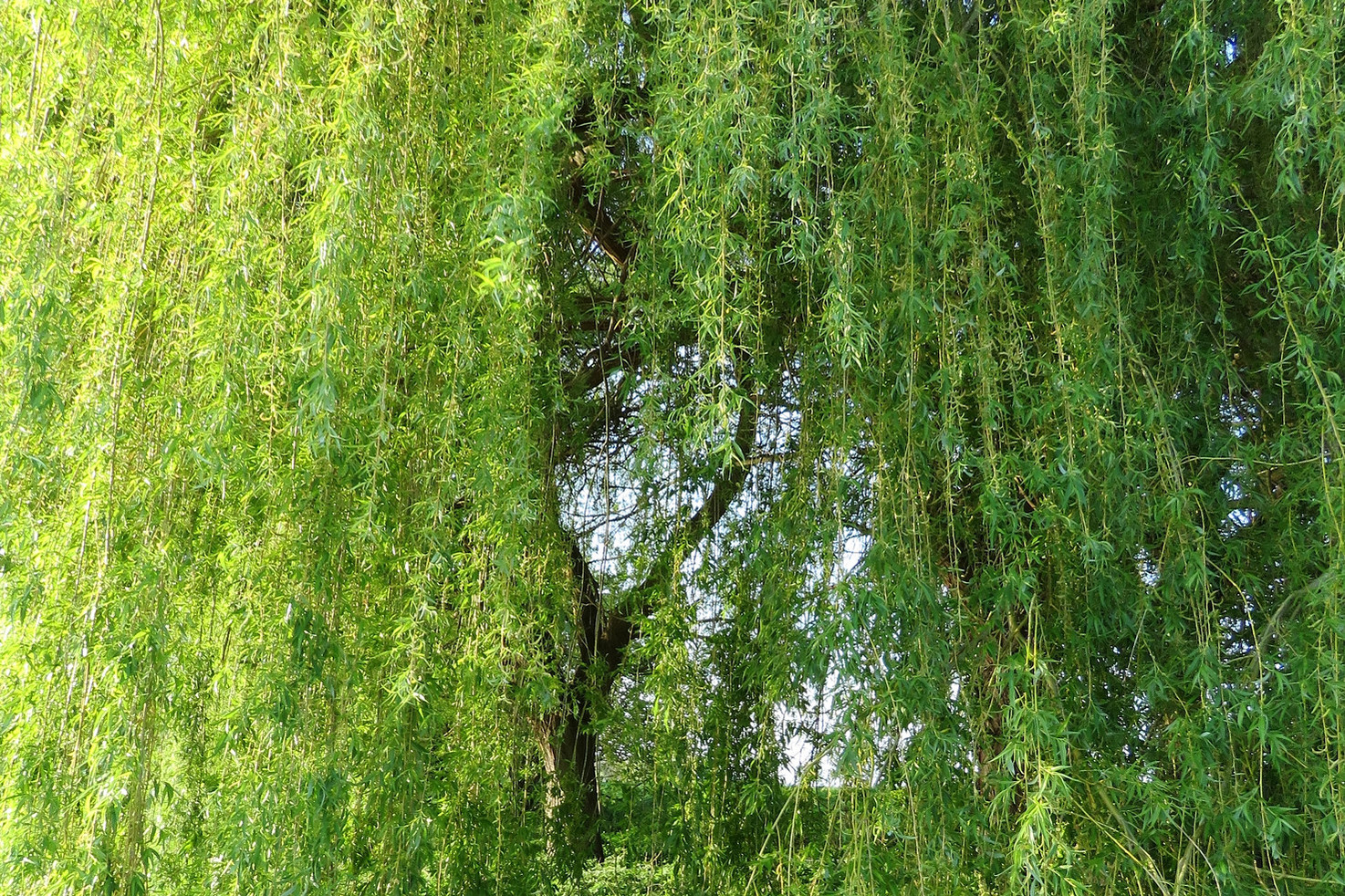 Saule pleureur Catherine Reznitchenko