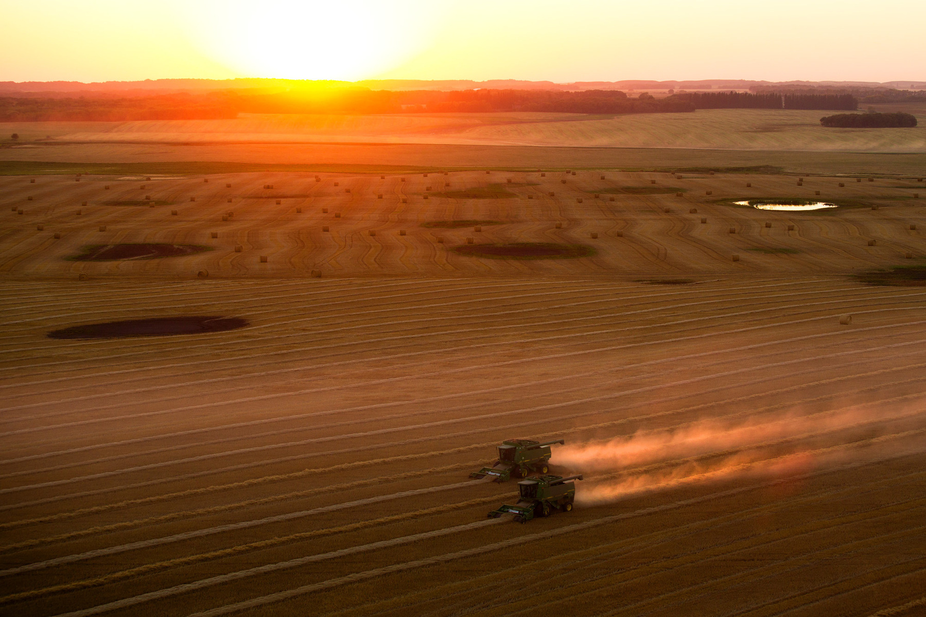 A pair of combines harvest grain in a field at sunset.