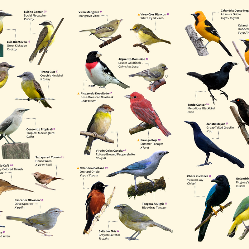 Tarantulas Merida Birds of Mérida Folding Field Guide - Premiere Birding Tours in Yucatán ...