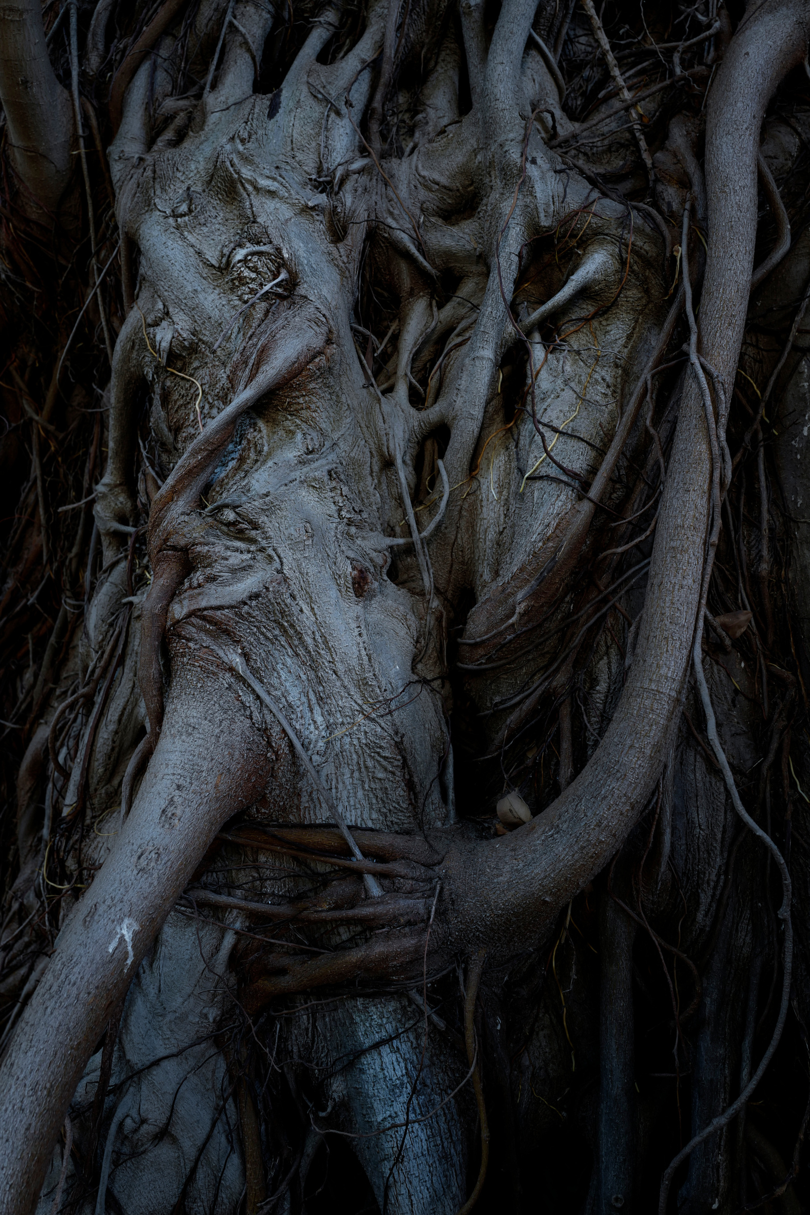 Ficus macrophylla columbaria. Orto Botanico, Palermo, Sicily. August 2018.