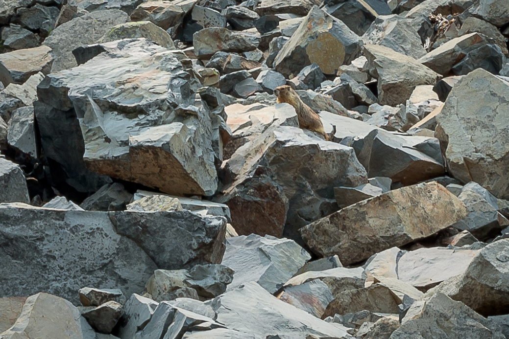 Marmot in the rocks.