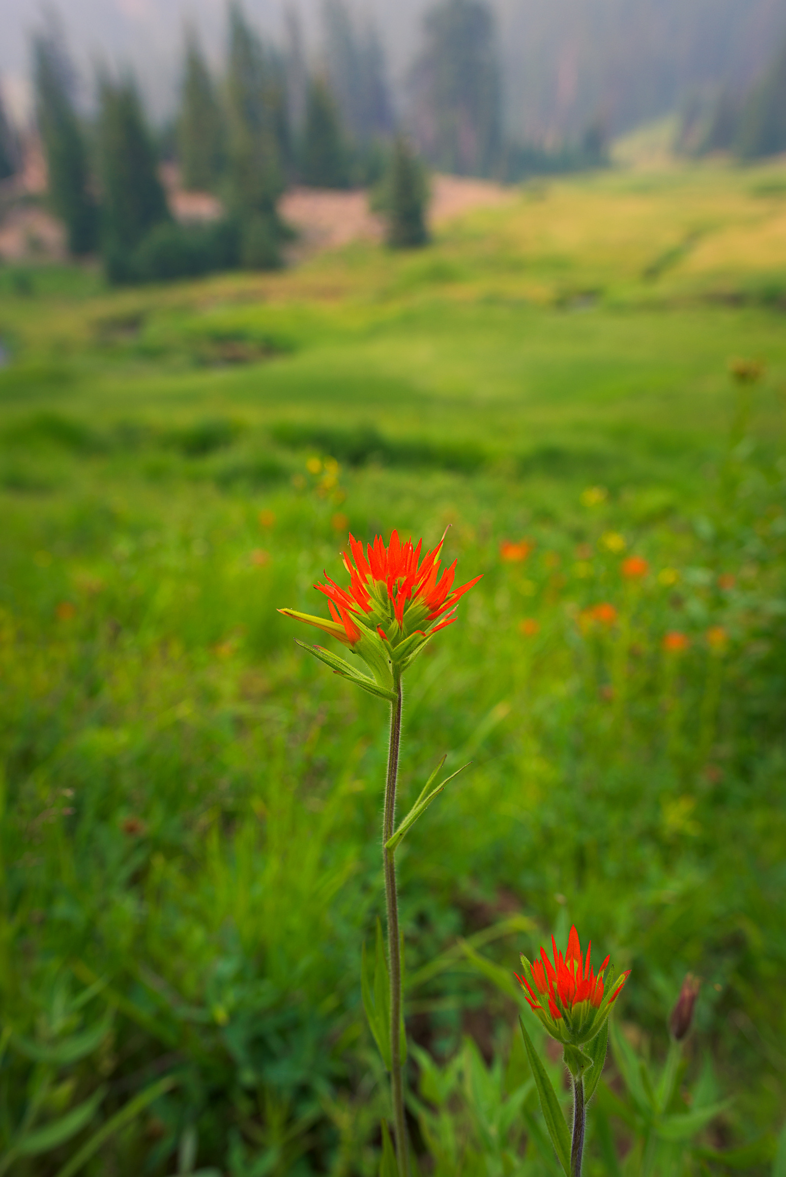 Indian Paintbrush.