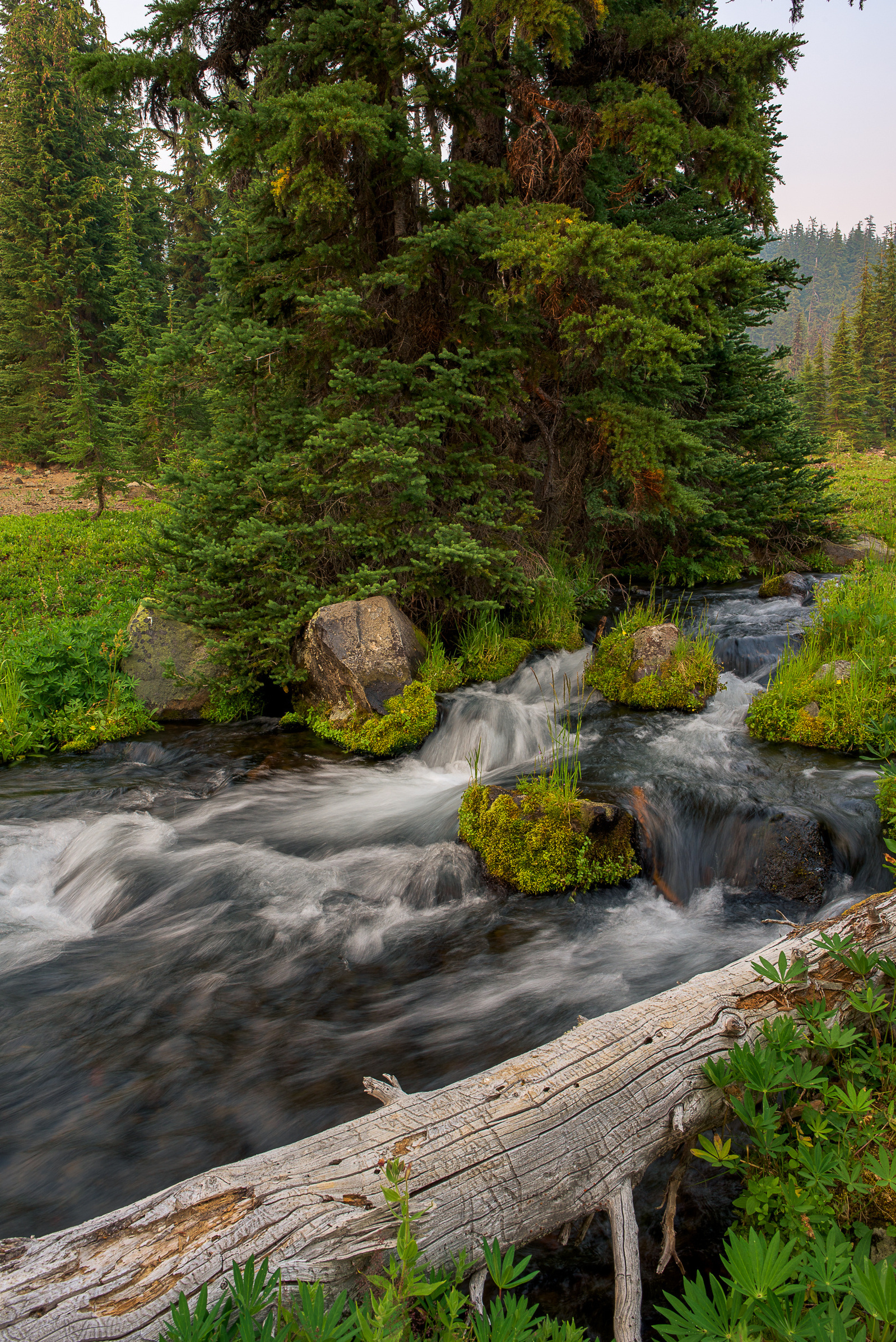 Linton Meadows Stream.