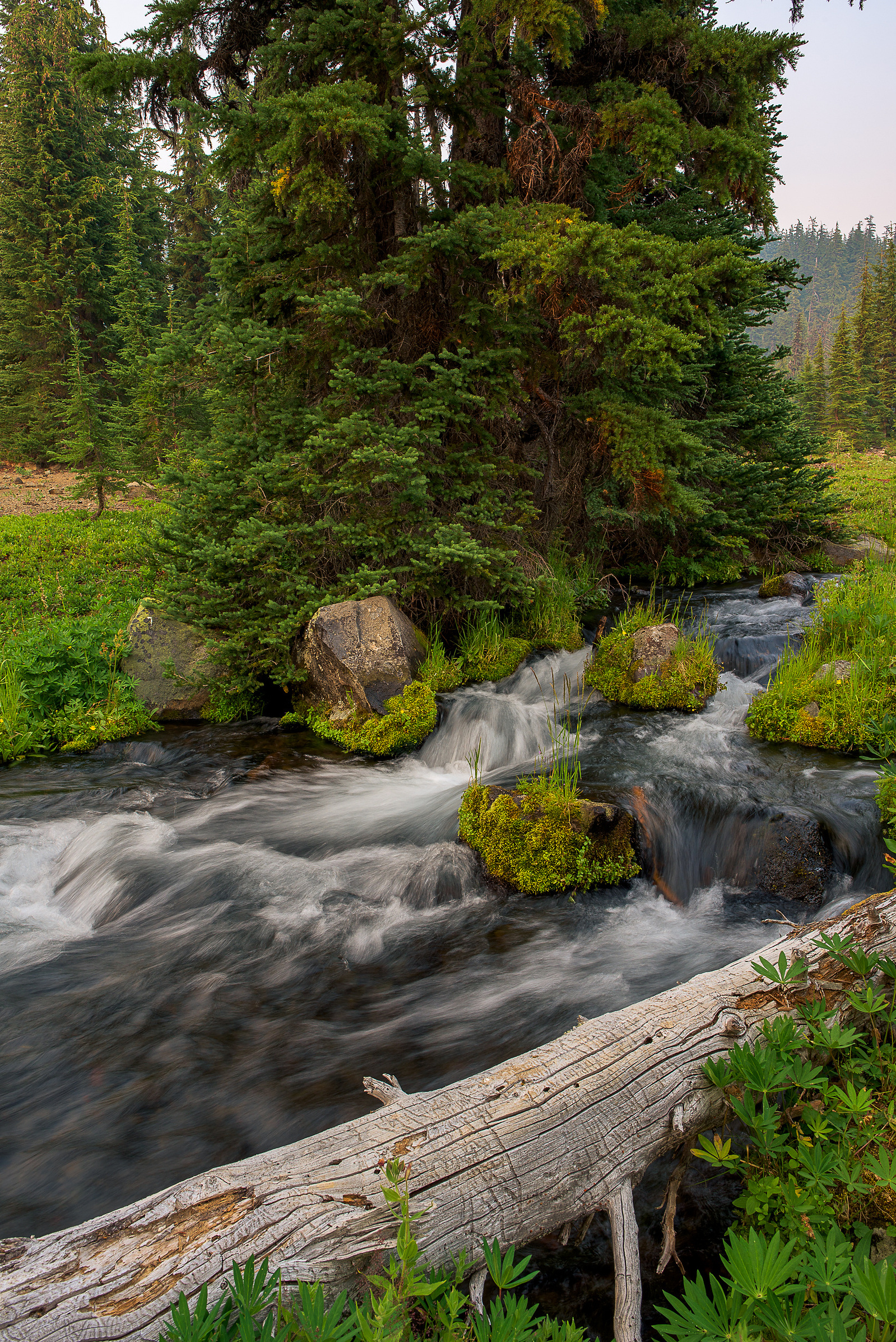 Linton Meadows Stream.