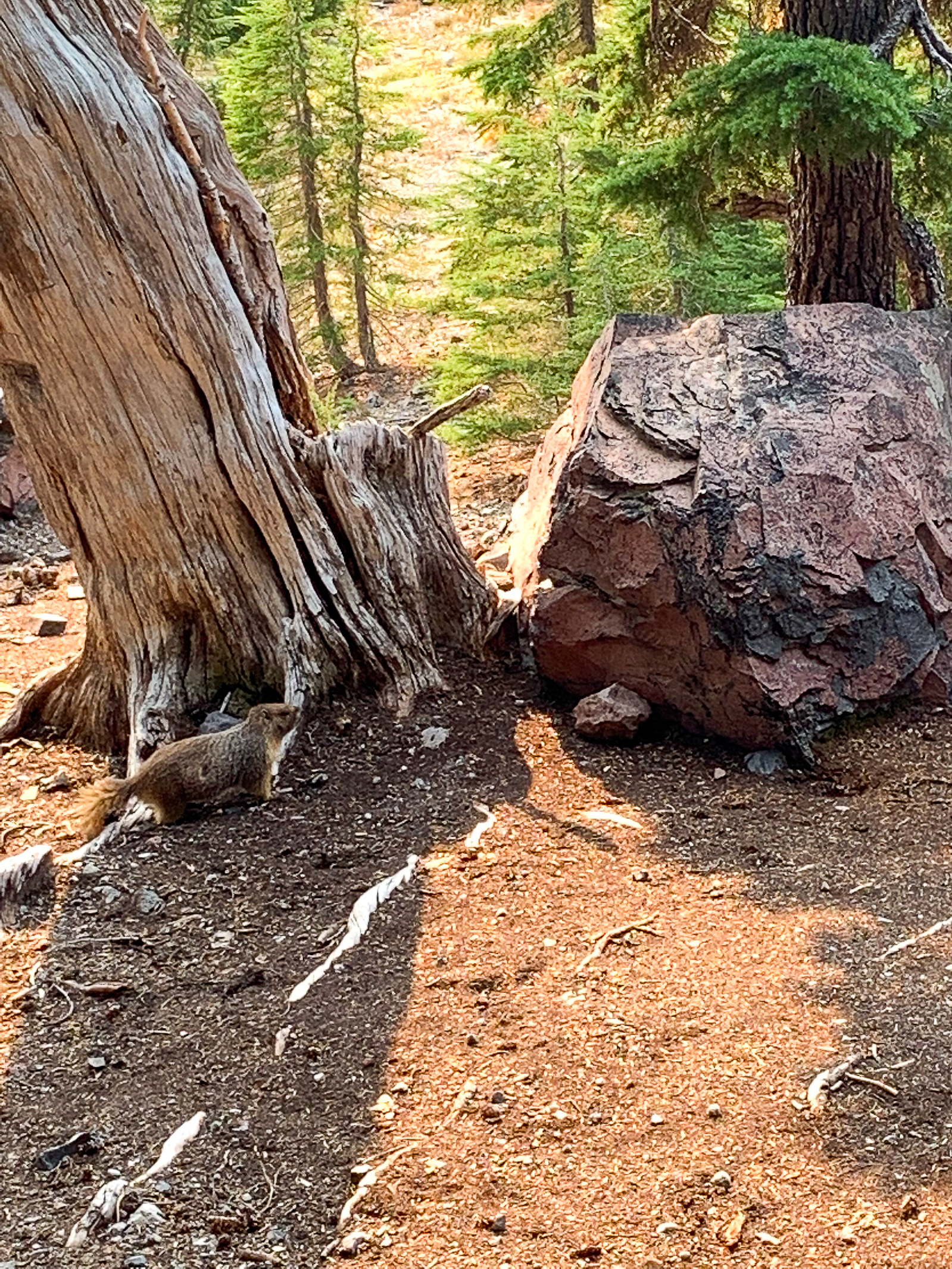 Marmot.