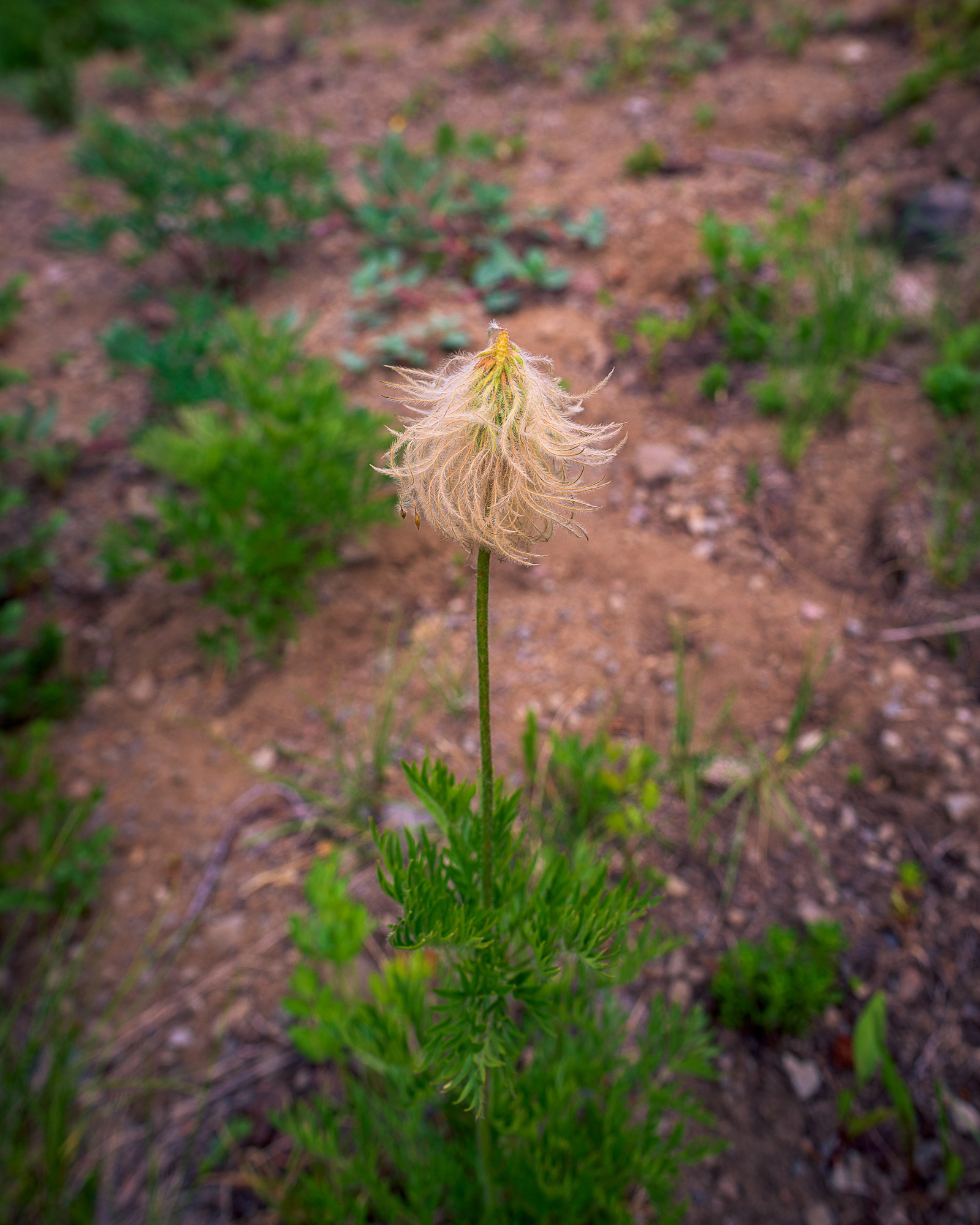 Western Pasqueflower.