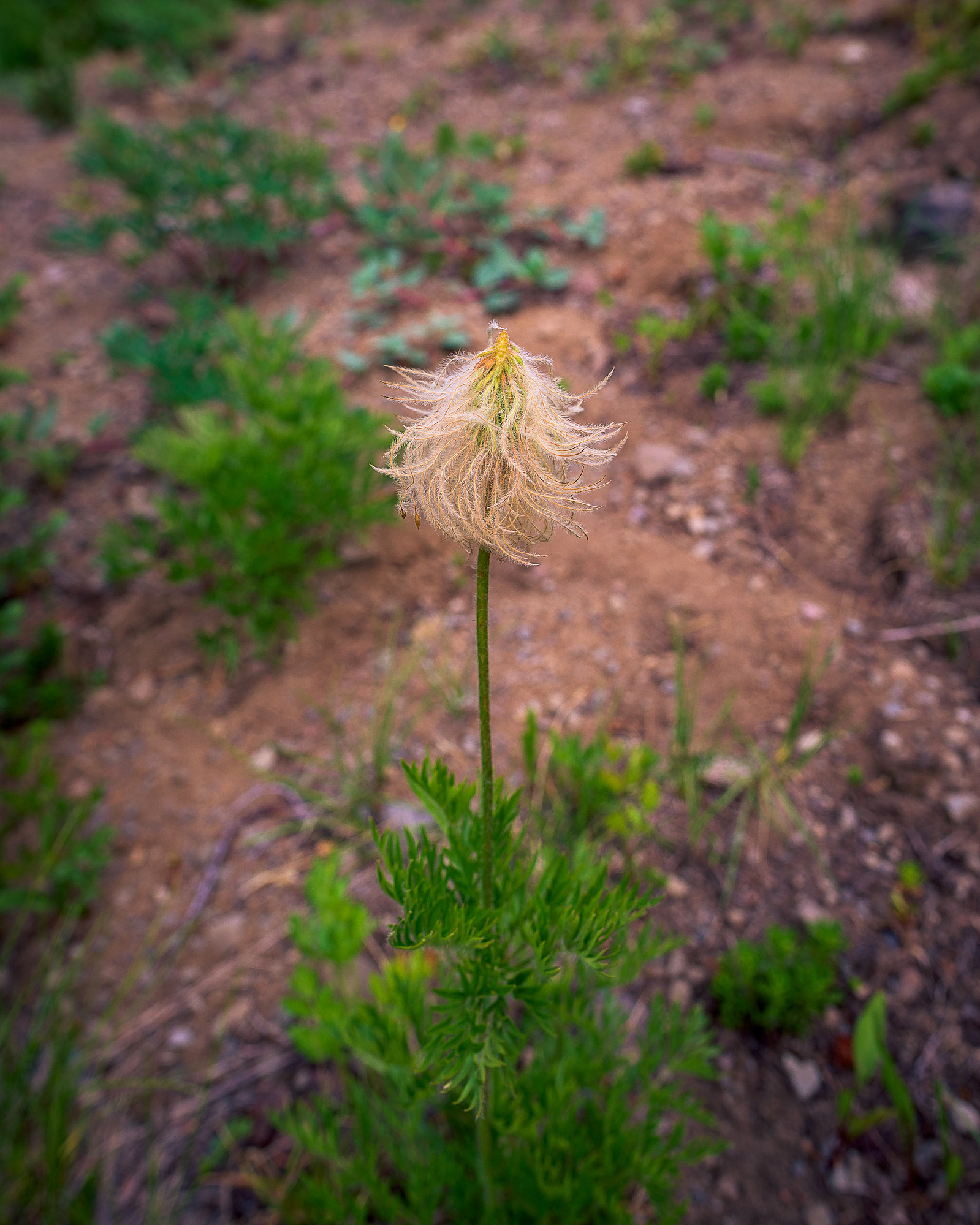 Western Pasqueflower.