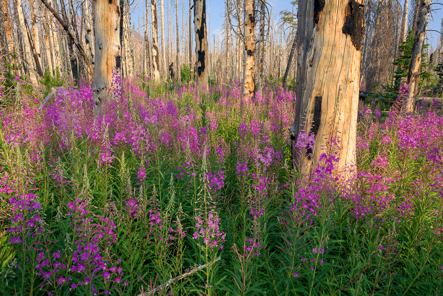 Pole Creek Trail.