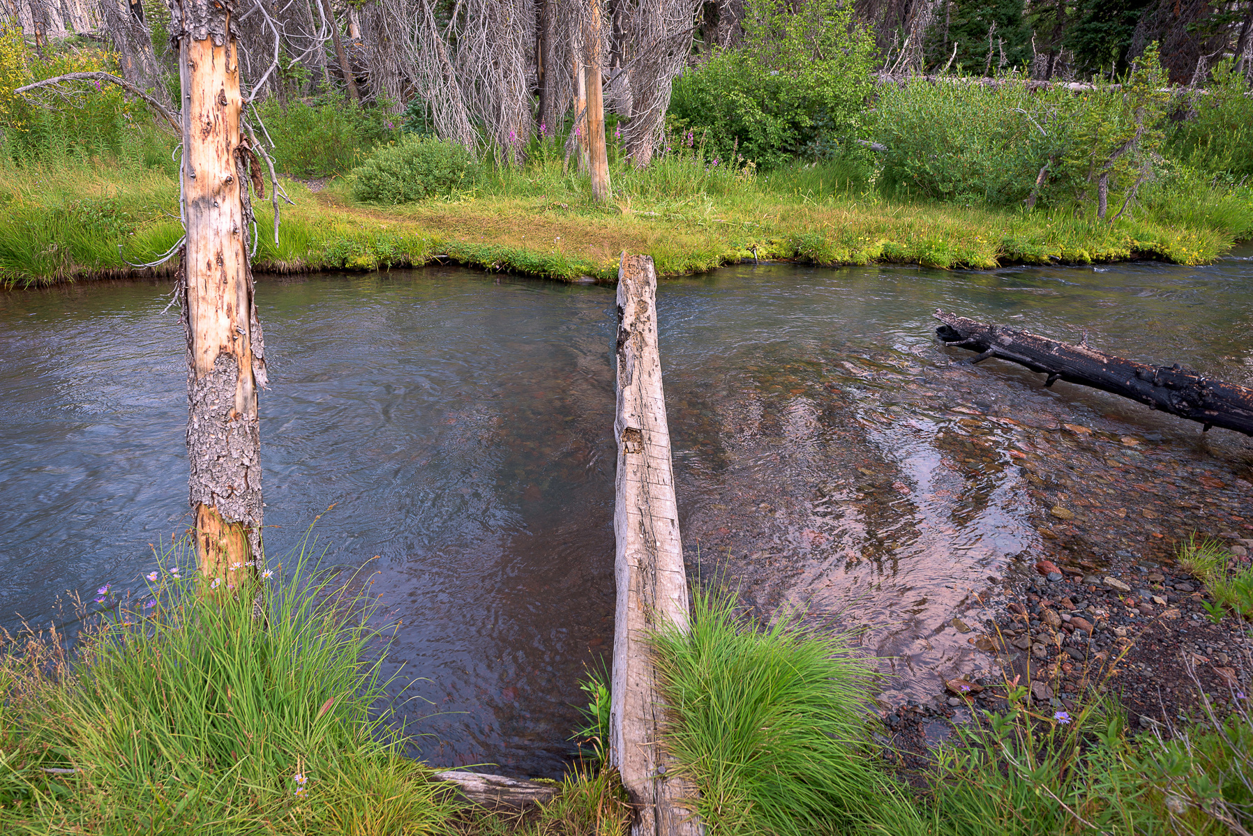 Log Bridge on Pole Creek Trail.
