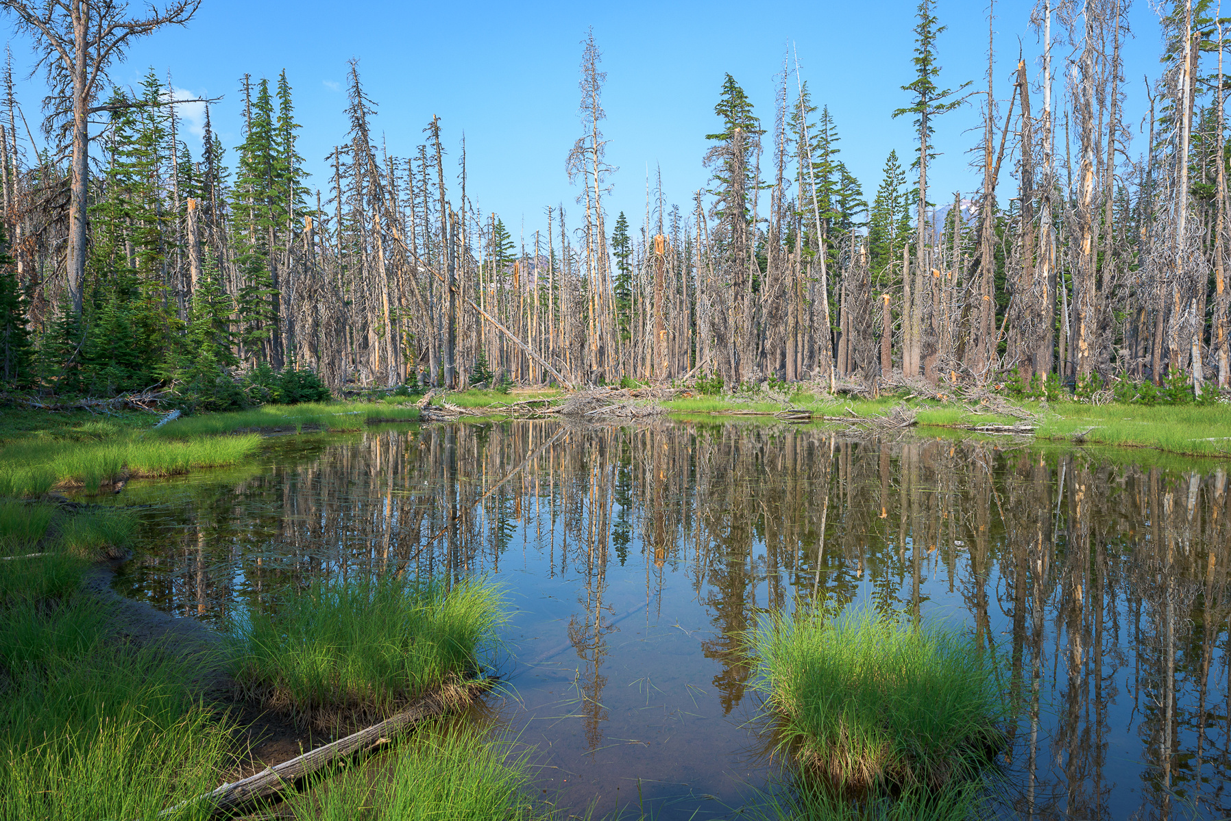 Pond along Pole Creek Trail.