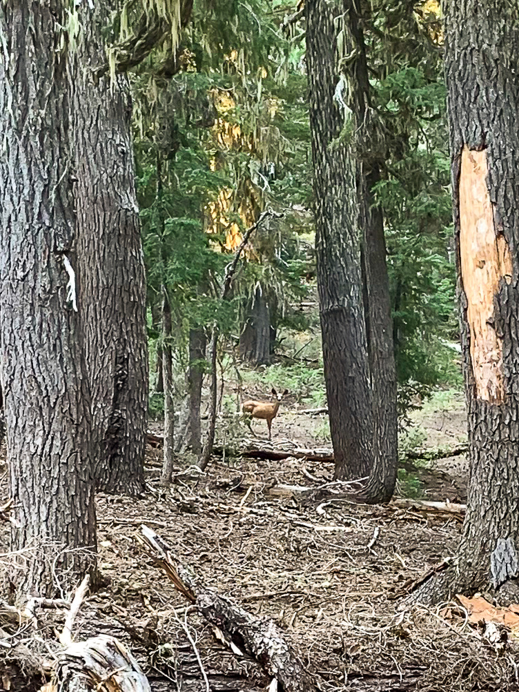 Doe spotted in woods.