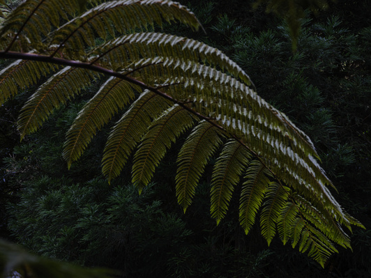 São Miguel, Açores