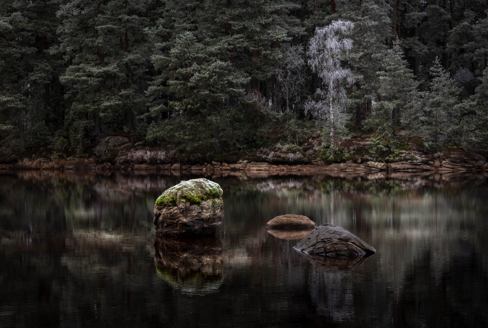 Sten i stilla vatten. I bakgrunden en frostig björk / Stone in still water. In the background a frosty birch