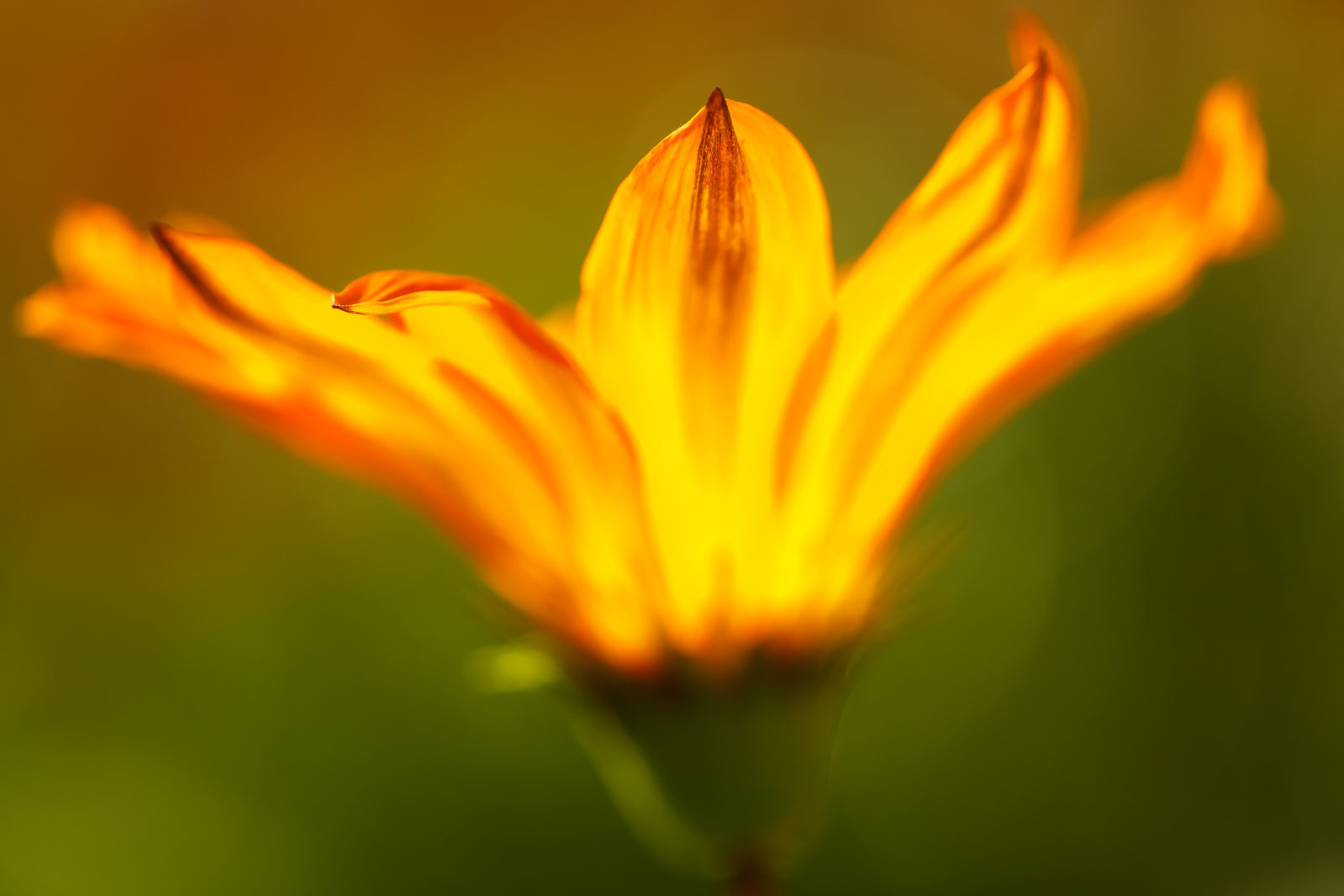 Blomma fotograferad i motljus. Fotot har titeln 