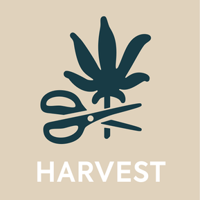 Icon of a cannabis leaf being cut at the stem by scissors, in dark green on a tan background.