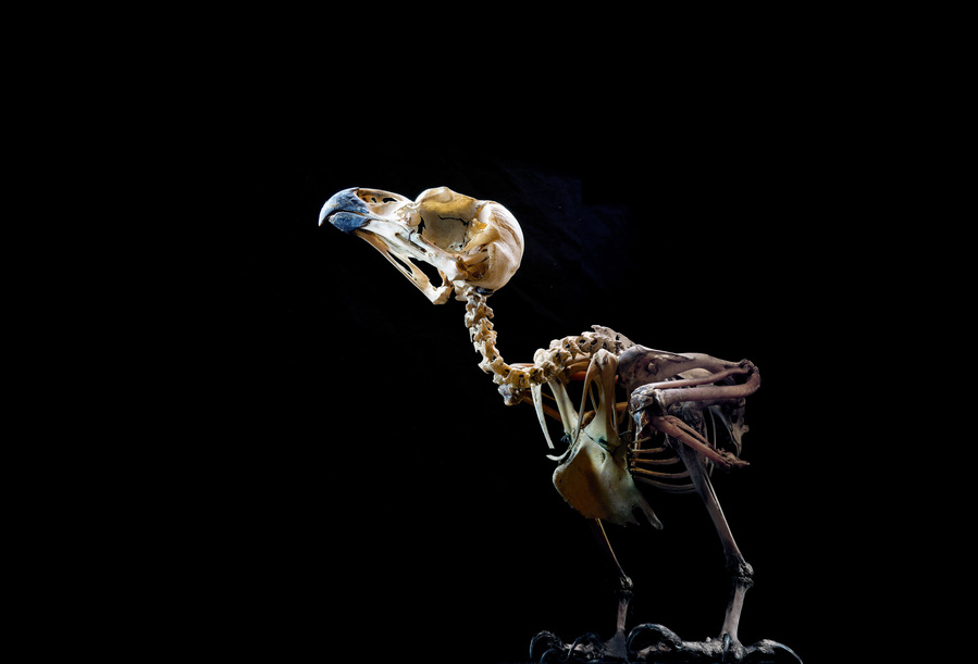 40x58cm, Pigment print