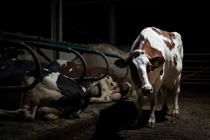 The cows will spend their entire lives standing and sleeping on these hard floors with inadequate bedding.