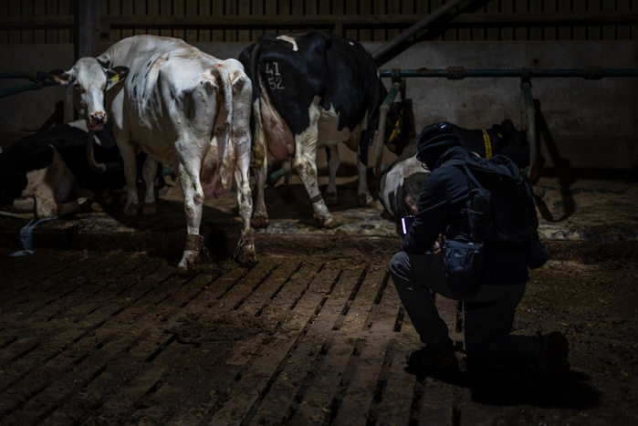 An investigator documents the living conditions of the cows at an intensive dairy.