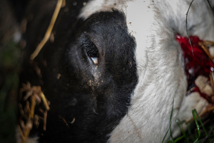 The bullet wound of a cow who has been shot in the head lies in the grass behind the sheds where the animals are housed at an intensive dairy farm.