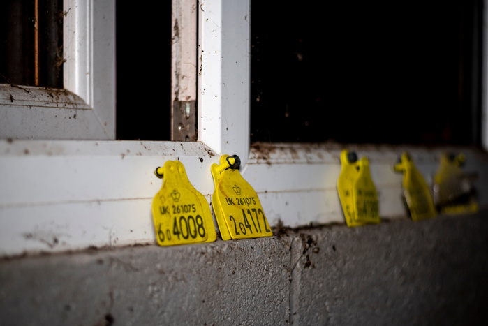 Used ear tags found in the office area of the dairy farm. Dairy cows have a natural lifespan of about 20 years but they will be slaughtered before the age of five when their milk production declines.