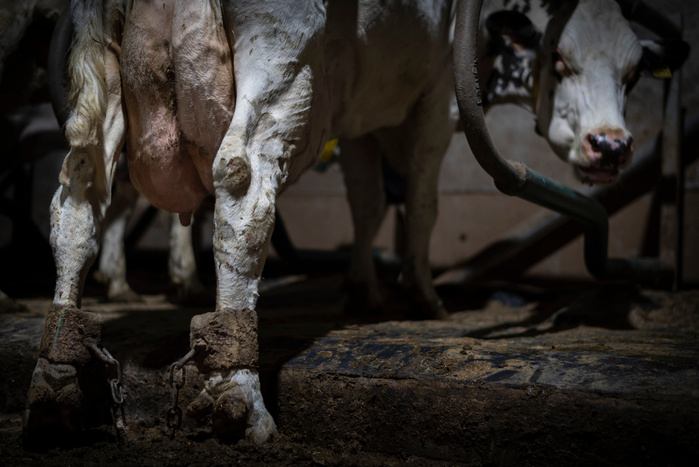 A cow stands shackled by her back legs at an intensive dairy farm in the UK.