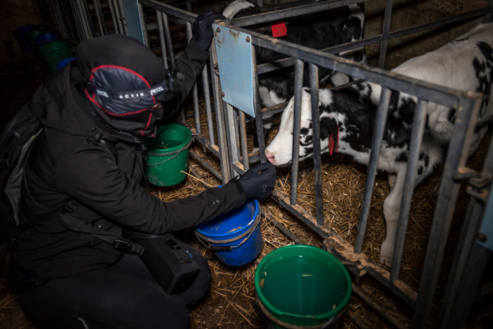 An investigator strokes the nose of a calf at an intensive dairy farm.