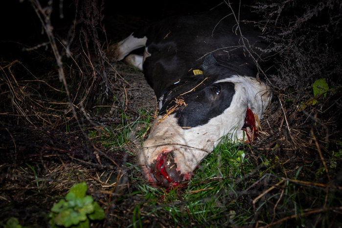 The body of a cow who has been shot in the head lies in the grass behind the sheds where the animals are housed at an intensive dairy farm.