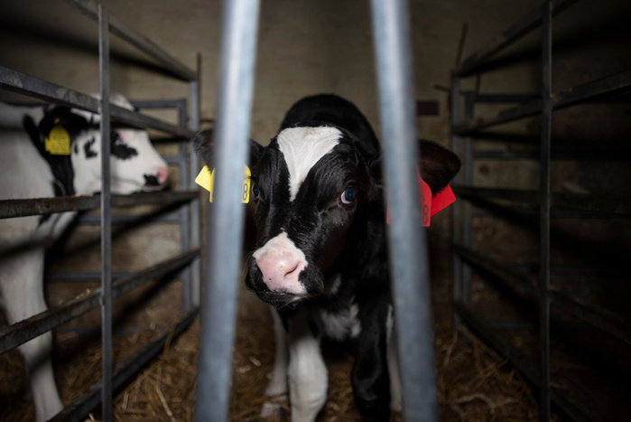 A newborn calf lies in a crate in the calf section at an intensive dairy farm in Kent, UK.