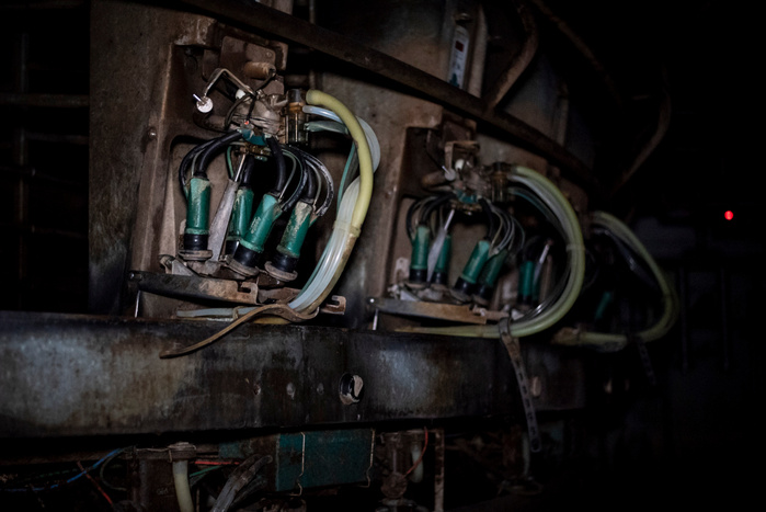 The milking area of an intensive dairy farm in Kent, UK where cows are hooked up to machines to have several gallons of milk drained from their udders.