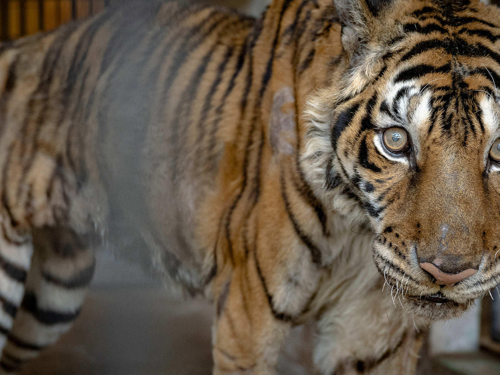 Tiger Rescue - Amy Jones's Portfolio