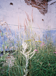 Grass on a blue wall in an abandoned house in Estonia.
Herbes folles sur mur bleu dans une maison abandonnée en Estonie.