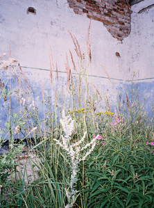 Grass on a blue wall in an abandoned house in Estonia.
Herbes folles sur mur bleu dans une maison abandonnée en Estonie.