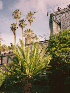 Palm trees, dilapidated greenhouse and plants at the Tropical Botanical Garden of Belem in Lisbon.
Palmiers, serre délabrée et plantes au Jardin Tropical Botanique de Belem à Lisbonne.