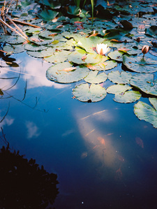 Water lilies in a ray of sunshine at the Botanical Garden of Estufa Fria in Lisbon.
Nénuphars dans un rayon de soleil au Jardin Botanique de Estufa Fria à Lisbonne.