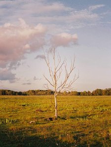 In the Estonian contryside, a solitary tree in a field at sunset.
Dans la campagne estonienne, un arbre solitaire dans un champ au coucher du soleil.