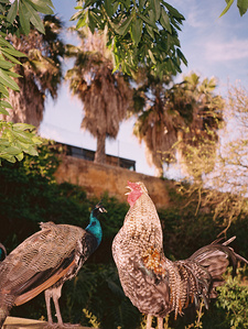 A cock with a peacock, in a colorful composition in the tropical botanic garden of Belem in Lisbon, Portugal.
Un coq avec un paon, dans une composition colorée dans le jardin tropical botanique de Belem à Lisbonne, Portugal.
