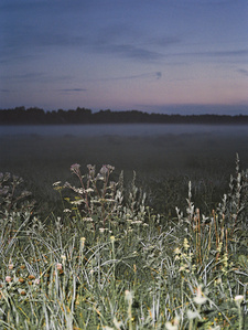 Flowers of the fields lit with flash in the night, in Estonian contryside.
Fleurs des champs éclairées au flash dans la nuit, dans la campagne Estonienne.