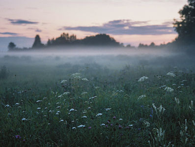 Flowers of the fields by night, in Estonian countryside.
Fleurs des champs dans la nuit, dans la campagne Estonienne.