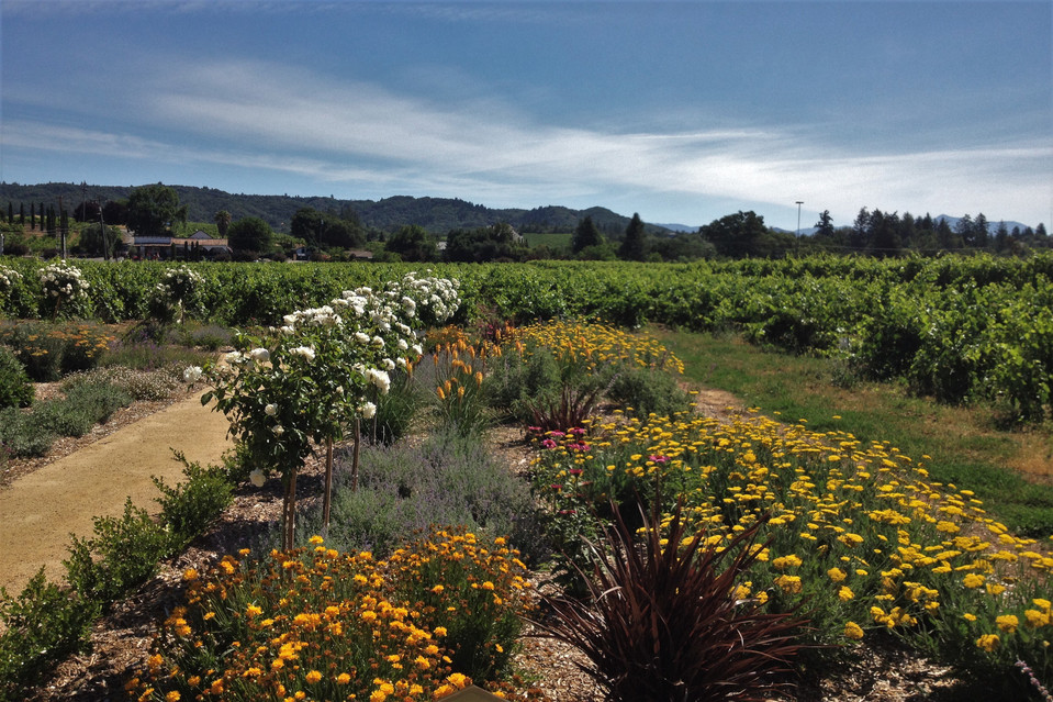 A flowering border in a winery in Healdsburg, California