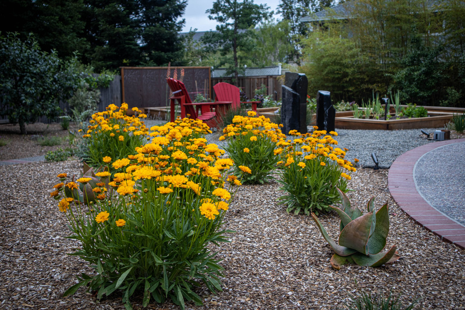 Coreopsis 'Early Sunrise' in a residential landscape, Santa Rosa, California
