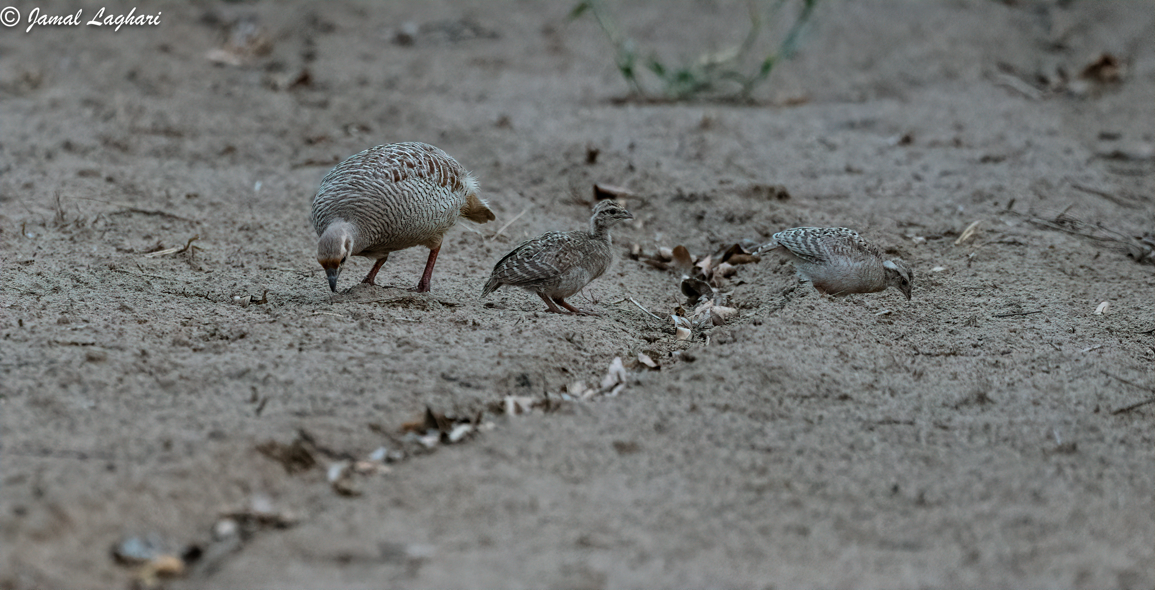 Partridge With Young