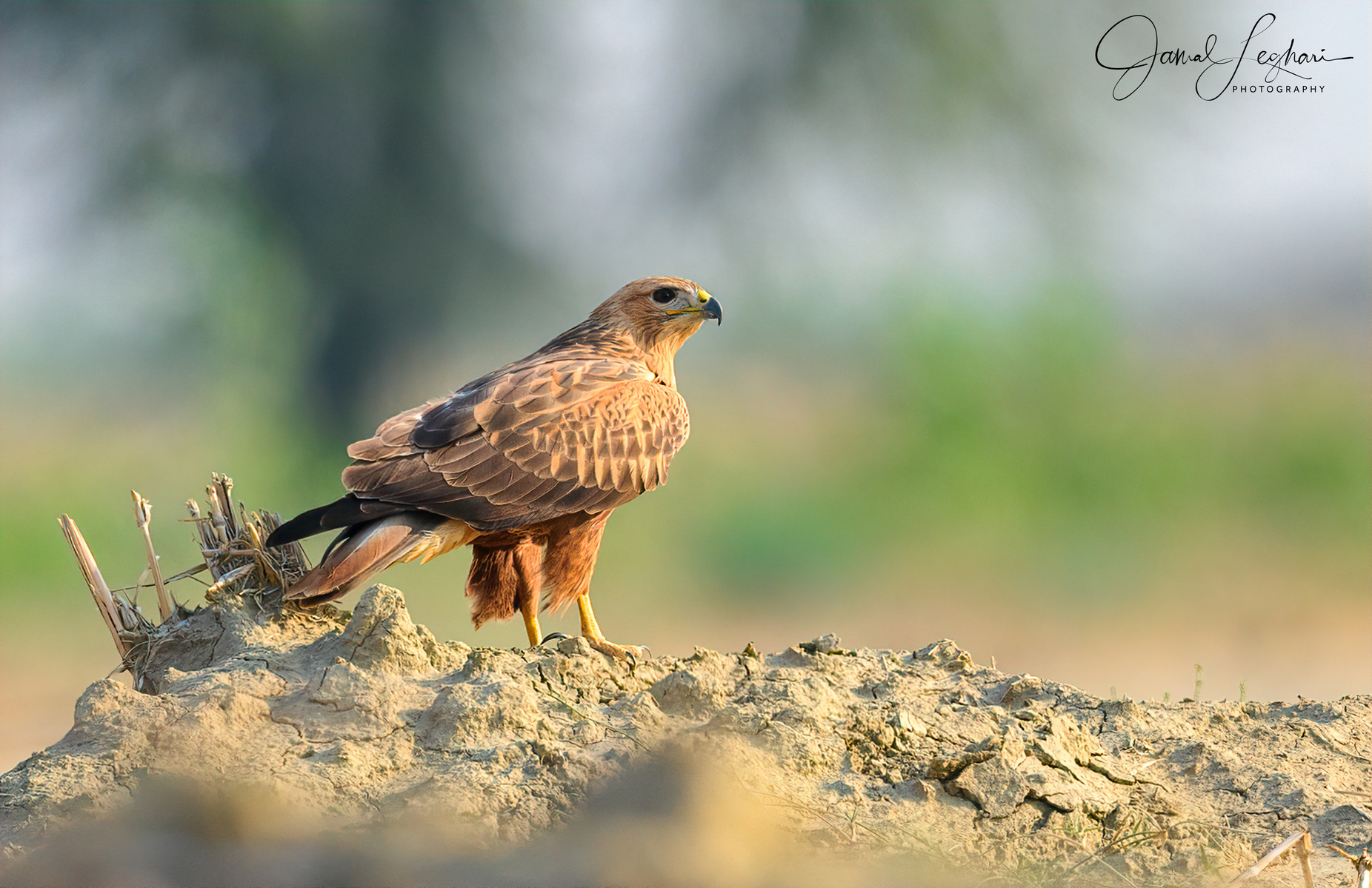 Long Legged Buzzard ( Rajanpur )