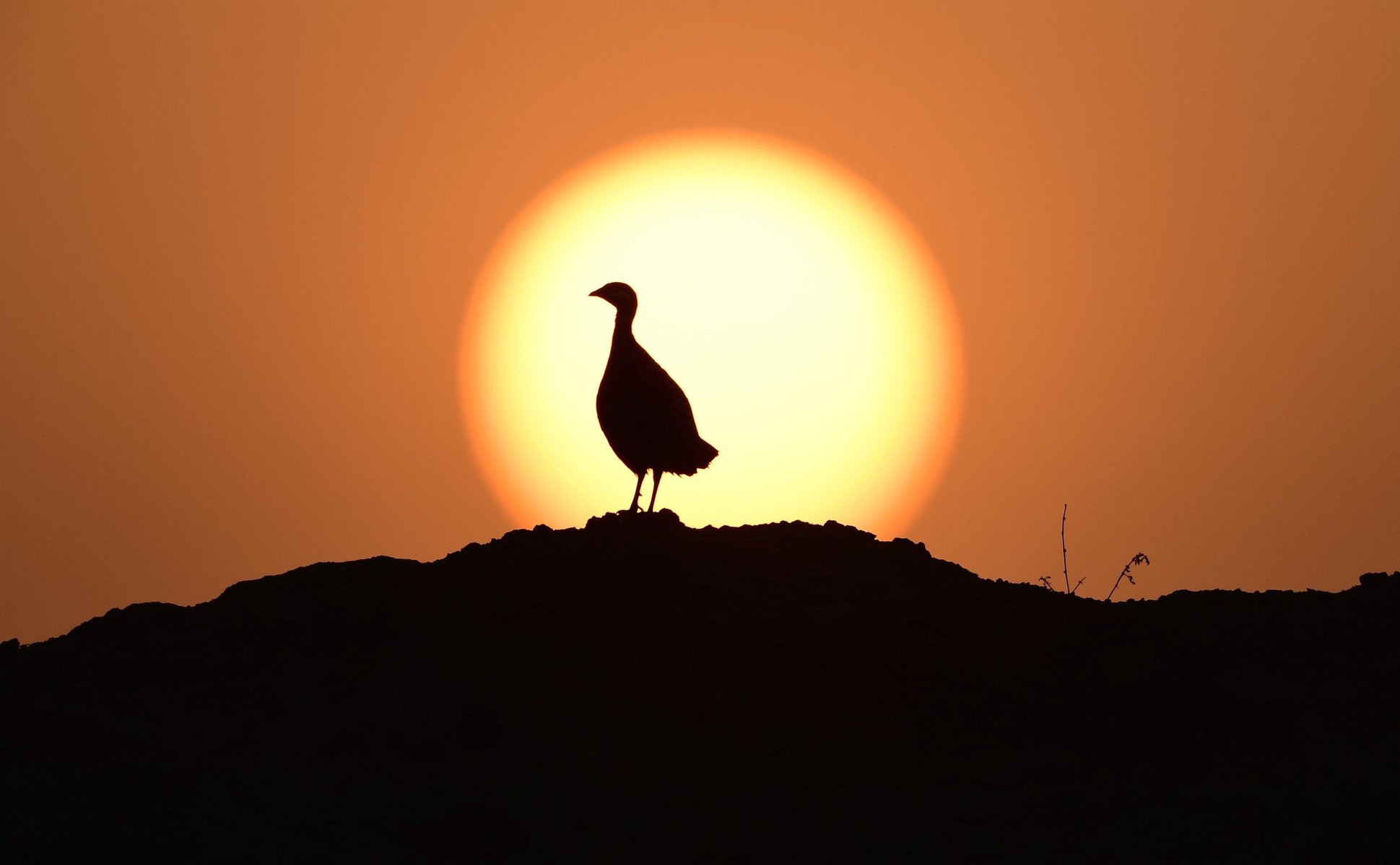 I Waited & Waited for the Sun to reach the Black Francolin Level . Un-deterred the Male continued its calling ,sometimes gazing at the descending Sun & at times a little distracted by my presence .. Finally I was rewarded for the long wait and th