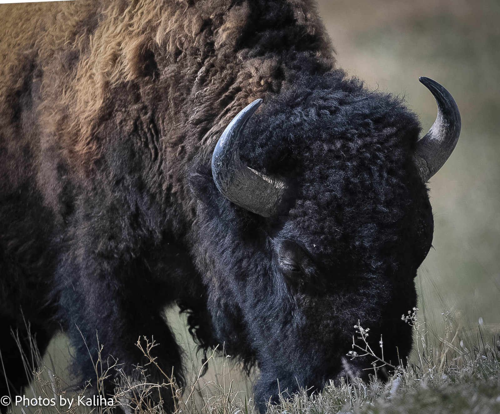 Witness the majesty of a buffalo grazing in Badlands National Park through this captivating wildlife photo. Embrace the untamed beauty of nature's creatures in their natural habitat. #BuffaloGrazing #BadlandsNationalPark