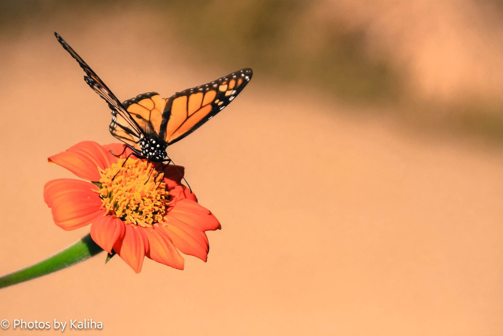 Nature's grace and harmony captured in a mesmerizing moment. #MonarchButterfly #NaturePhotography