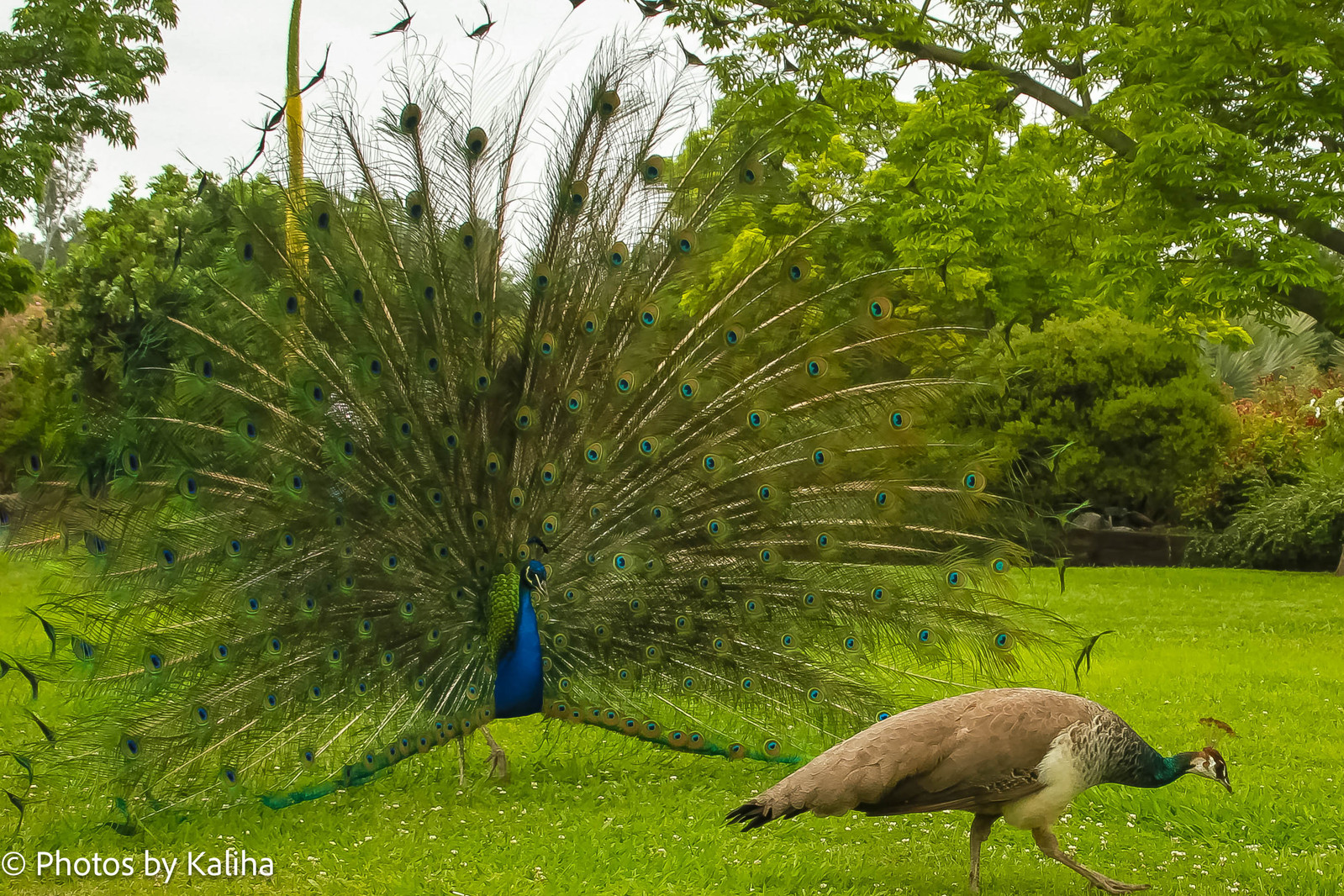 Witness the mesmerizing display of a male peacock flaunting its grand feathers to captivate its mate. Nature's splendid courtship dance captured in this captivating photo. #PeacockCourtship #NaturePhotography