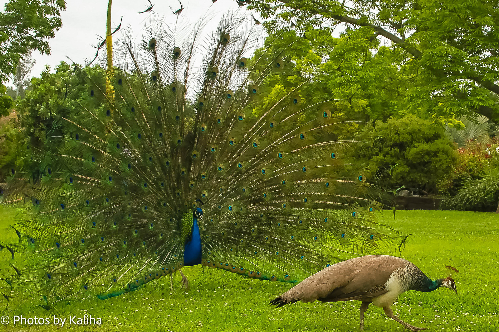 Witness the mesmerizing display of a male peacock flaunting its grand feathers to captivate its mate. Nature's splendid courtship dance captured in this captivating photo. #PeacockCourtship #NaturePhotography