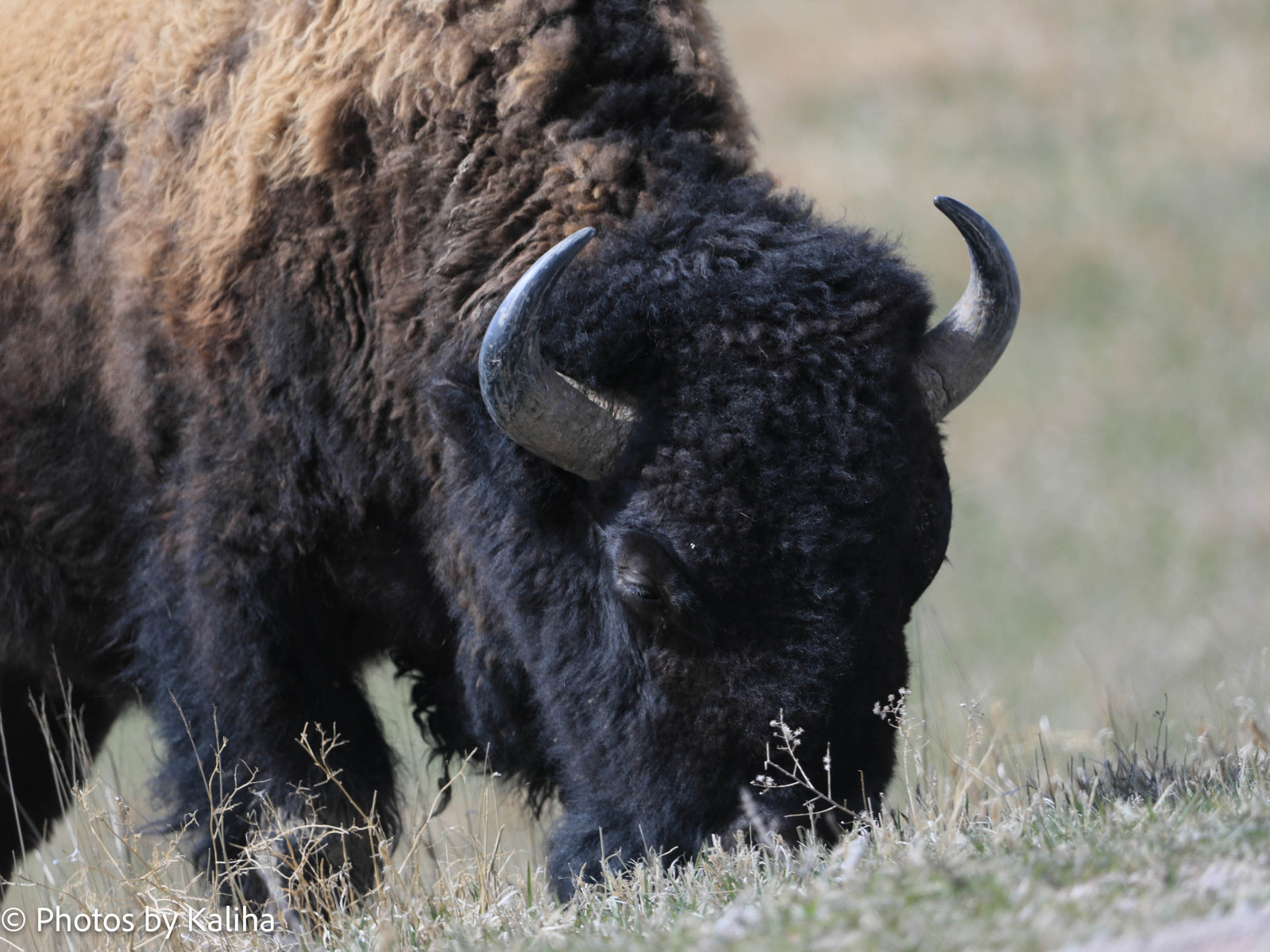 Bison grazing in the grass, a resident of the Badlands National Park